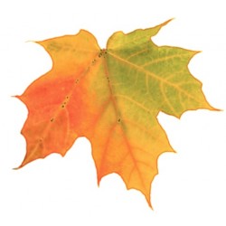 Frunza din carton 11 x 10...